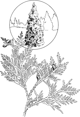 White Cedar Coloring Page